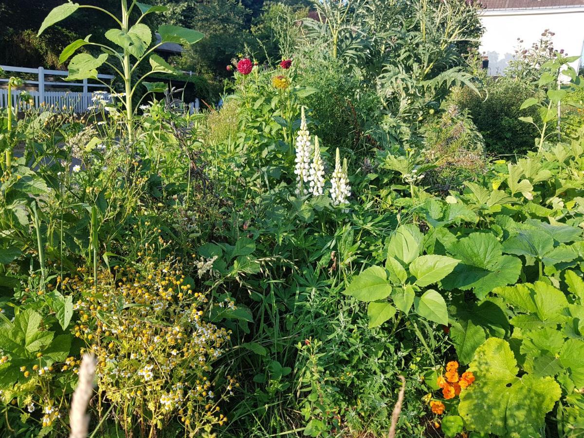 Les Lupins Bed and Breakfast Étretat Buitenkant foto